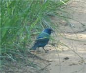 Sample 4 – Indigo bunting