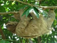 Sample 5 – Three toed sloth