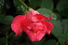 Sample 1 – Rose