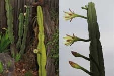 Sample 3 – Cactus