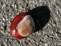 Sample 6 – Buckeye