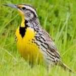 Sample 3 – Eastern meadowlark