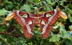 Sample 4 – Moth