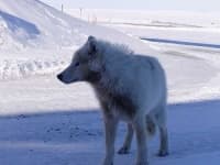 Sample 5 – White wolf