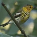 Sample 4 – Cape may warbler