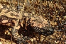 Sample 2 – Gila monster