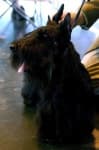 Sample 3 – Scottish terrier