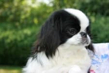 Sample 3 – Japanese chin