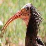 Sample 1 – Northern bald ibis
