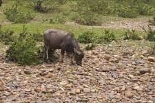 Sample 5 – Water buffalo