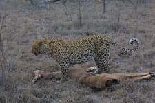 Sample 1 – Leopard
