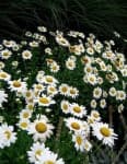 Sample 2 – Daisy