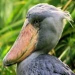 Sample 5 – Shoebill