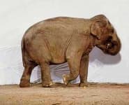 Sample 2 – Indian elephant