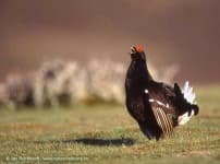Sample 4 – Black grouse