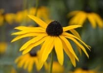 Sample 2 – Black eyed susan
