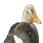 Sample 1 – Steamer duck