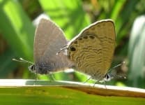 Sample 4 – Lycaenid