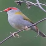 Sample 5 – Red browed finch