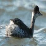 Sample 3 – Black necked grebe