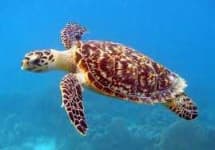 Sample 2 – Turtle