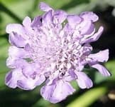 Sample 3 – Pincushion flower