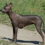 Sample 4 – Mex hairless