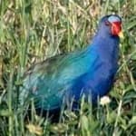 Sample 6 – Purple gallinule