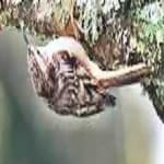 Sample 6 – Brown crepper