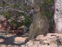 Sample 1 – Baboon