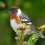 Sample 3 – Bay breasted warbler