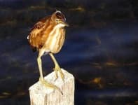 Sample 5 – Bittern