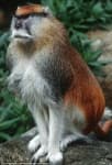 Sample 6 – Monkey
