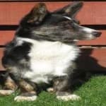 Sample 3 – Corgi