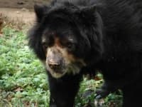 Sample 3 – Sloth bear