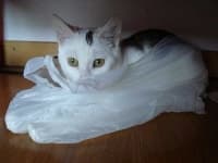 Sample 5 – Plastic bag