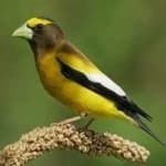 Sample 3 – Evening grosbeak