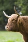 Sample 1 – Bull
