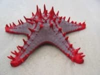 Sample 1 – Starfish