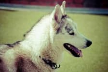 Sample 5 – Eskimo dog