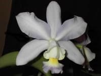 Sample 6 – Ruby lipped cattleya