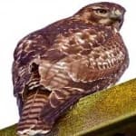 Sample 6 – Red tailed hawk