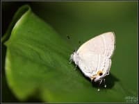 Sample 6 – Lycaenid