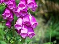 Sample 1 – Foxglove