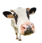 Sample 6 – Cow