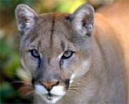 Sample 2 – Cougar face