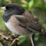 Sample 3 – Dark eyed junco