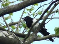 Sample 6 – Magpie