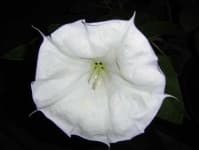 Sample 5 – Thorn apple