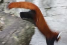 Sample 6 – Red panda